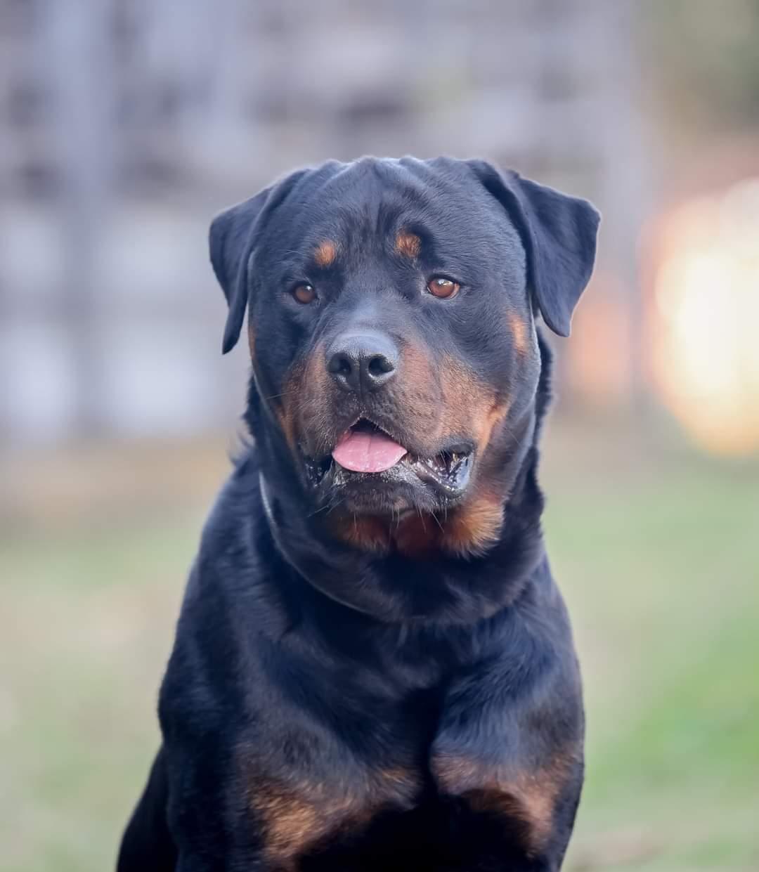 Our Pack – Swope's Kennel Rottweilers